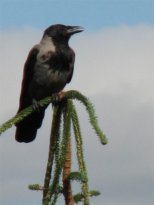 Bird on branch - Photo Janice Dugas