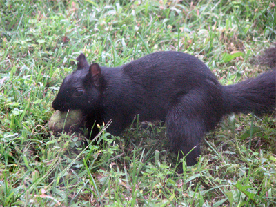Black Squirrel - Photo Janice D.
