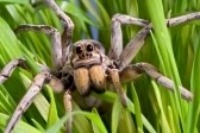 spider-macro-photography-with-cathy-kiefer