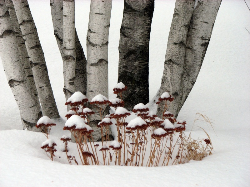 Snowed Fairy Houses Guarded by the Birches 