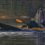 Kayakist Almost Swallowed By A Whale
