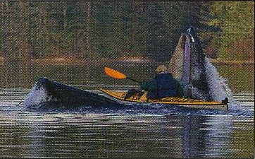 Kayakist Almost Swallowed By A Whale