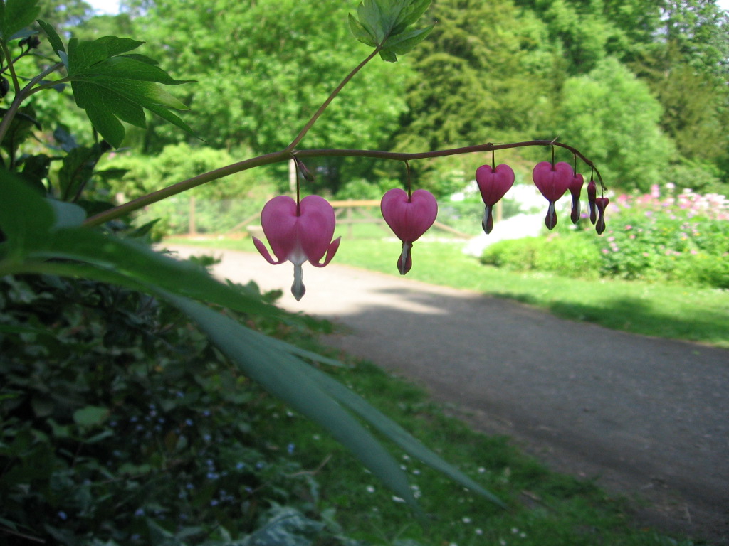 Bicucullines in Perth and Kinross, Scone Palace Garden, Scotland