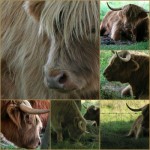 Scottish Highland Cows Mosaique - Scotiana.com