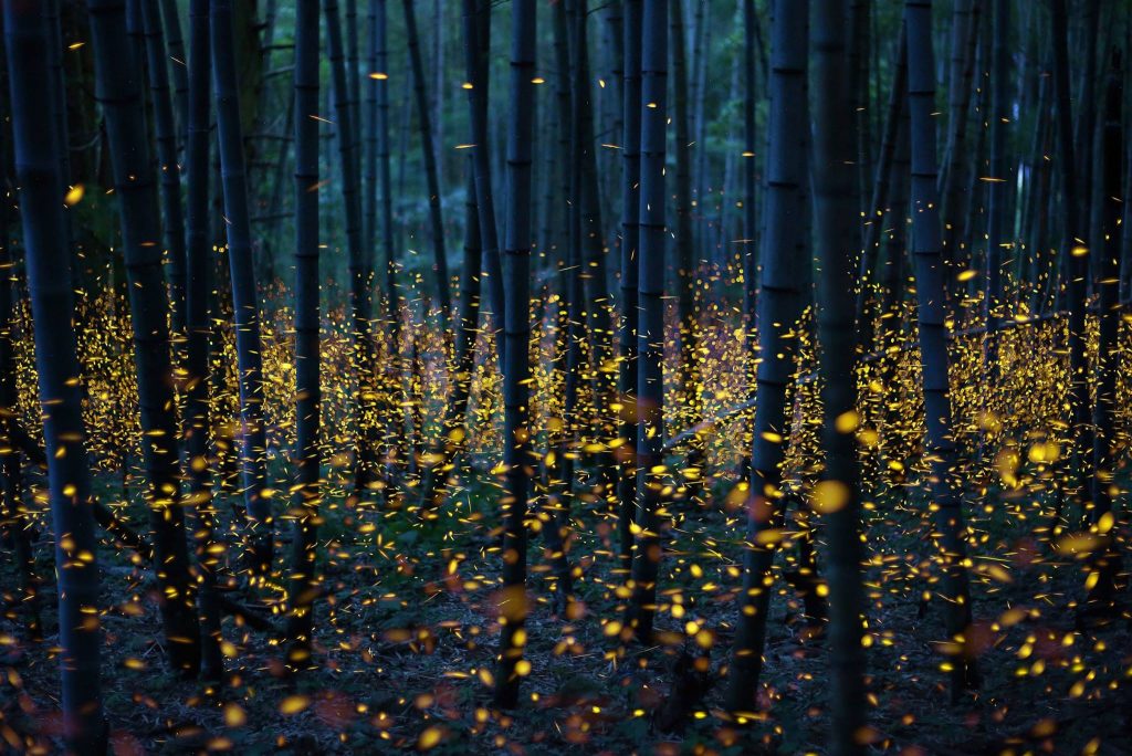 Fireflies - Photo by Kei Nomiayama